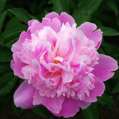 宏力医疗管理公布将继续停牌